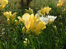 Freesia Fragrance Oil
